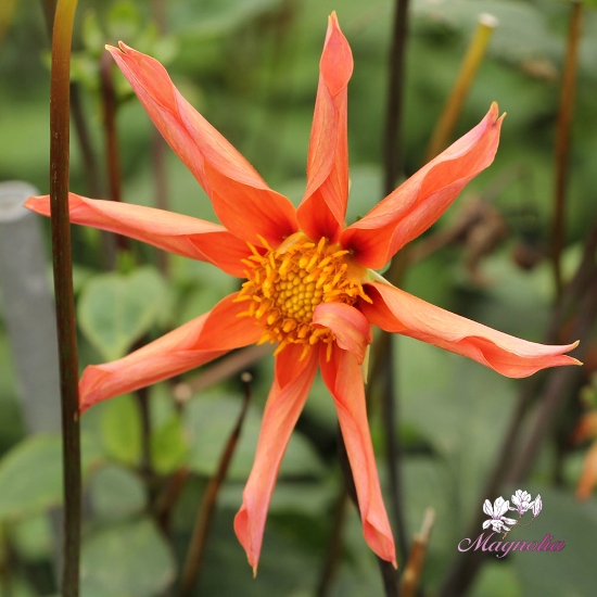 Bild på Honka Orange