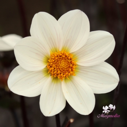 Picture of HS Princess