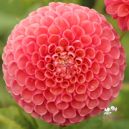 Picture of Jowey Frambo