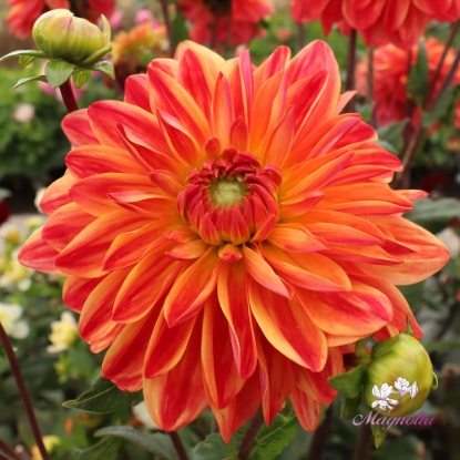 Picture of Kees Verkade