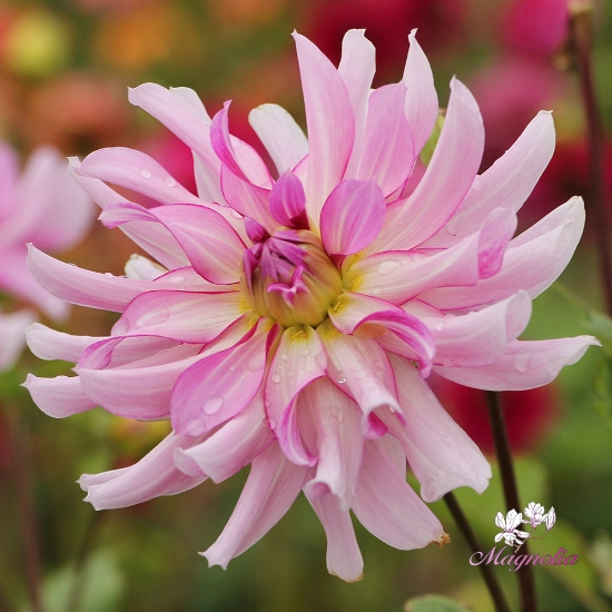 Bild på Leila Savanna Rose