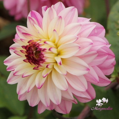 Picture of Luka Johanna