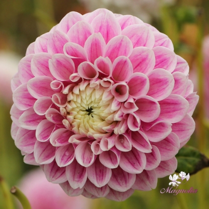 Picture of Marshmellow Baby