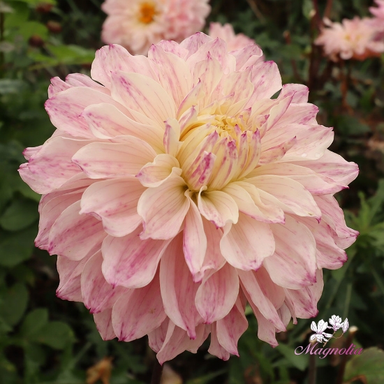 Bild på Masterclass