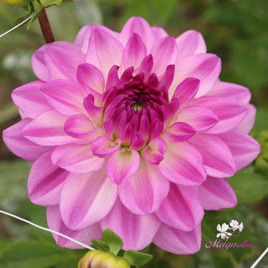 Picture of Mediterrannee