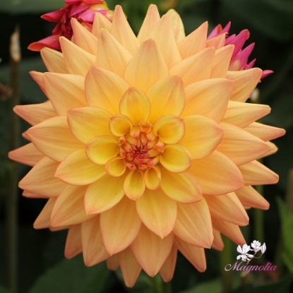 Bild på Melody Dora