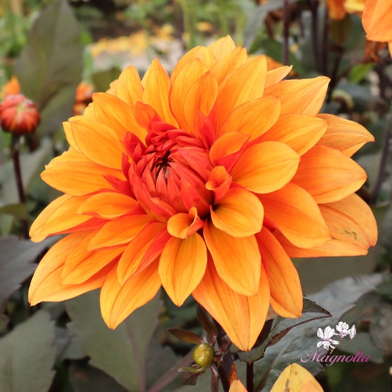 Picture of Missis Trucella