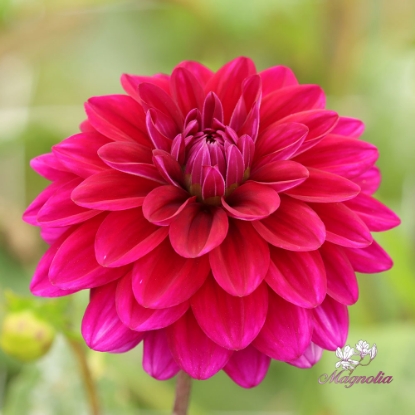 Bild på Mister Blue