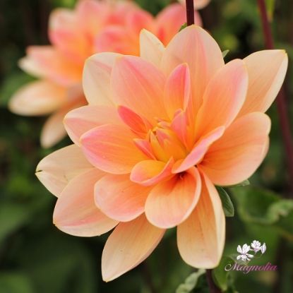 Picture of Mister Frans