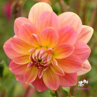 Picture of Morning Glory