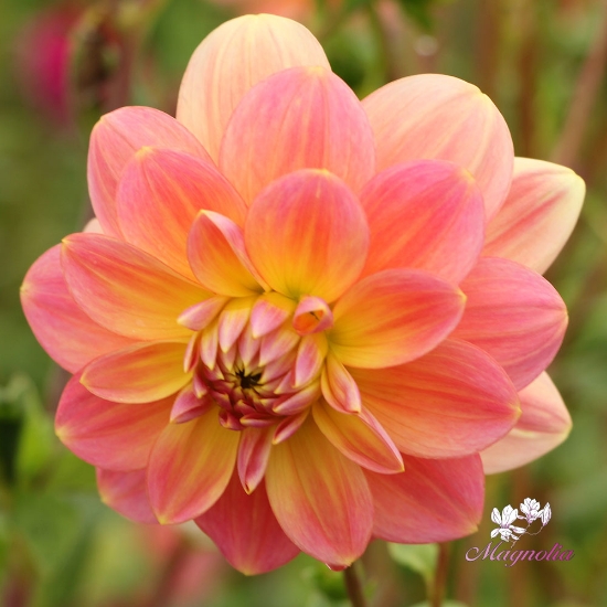 Bild på Morning Glory