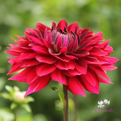 Bild på National Velvet