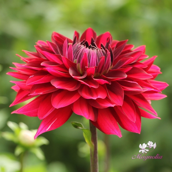 Bild på National Velvet