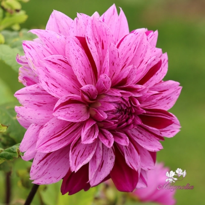 Picture of Nikola Tesla (Mutant Thomas Edison)