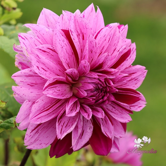 Bild på Nikola Tesla (Mutant Thomas Edison)