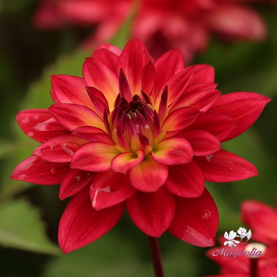 Bild på Ocean of Love