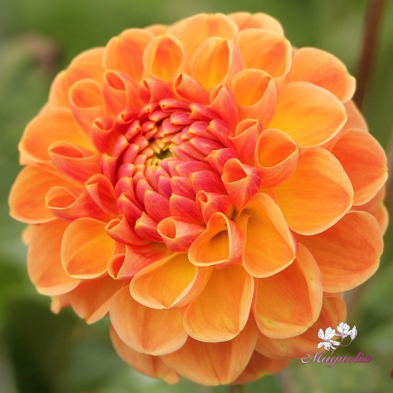 Bild på Orange Cassini