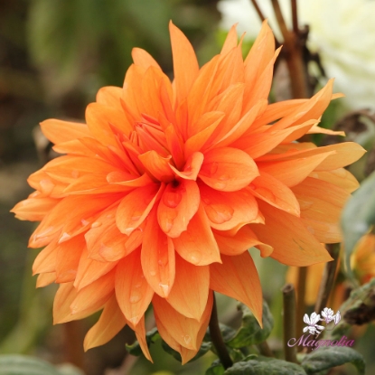 Picture of Orange Sunrise