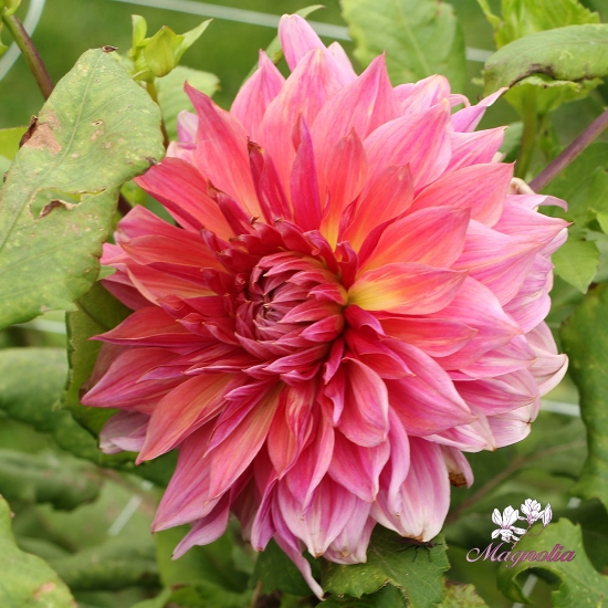 Picture of Penhill Dark Monarch