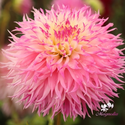 Picture of Pinelands Princess