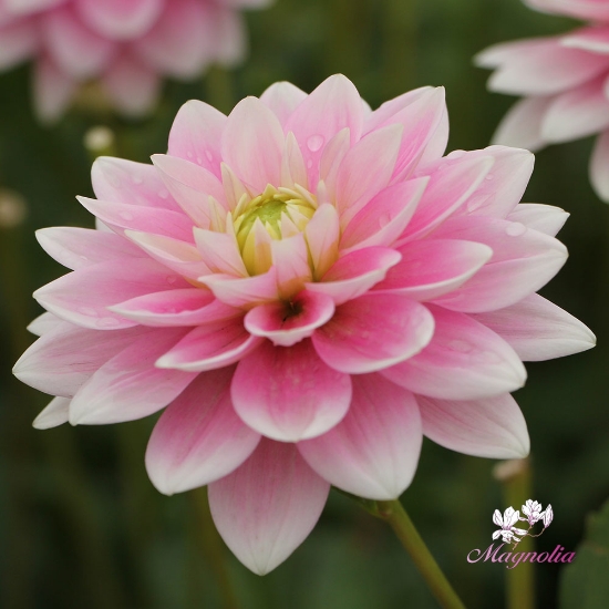 Bild på Pink Delight