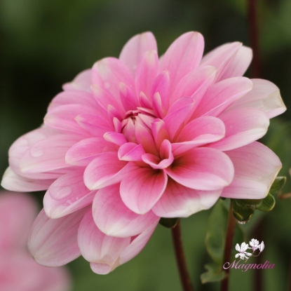 Bild på Pink Perception