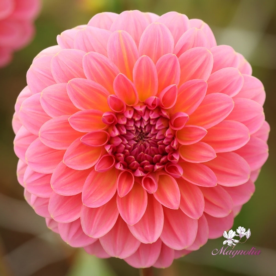 Bild på Pink Runner