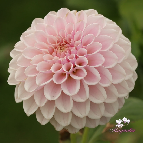 Picture of Pink Silk