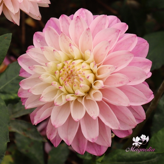 Bild på Princess Laetitia 