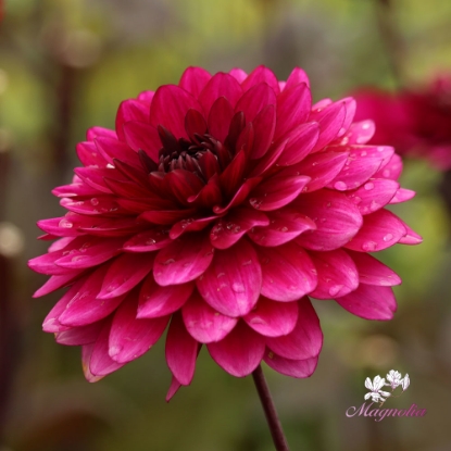 Bild på Purple Flame ®