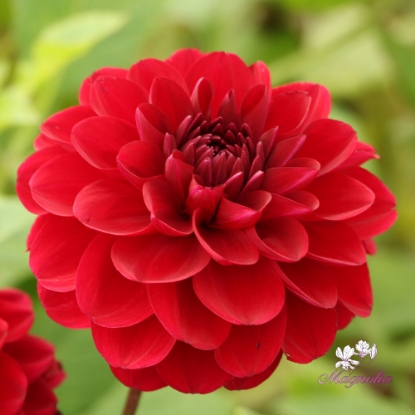 Picture of Red Queen