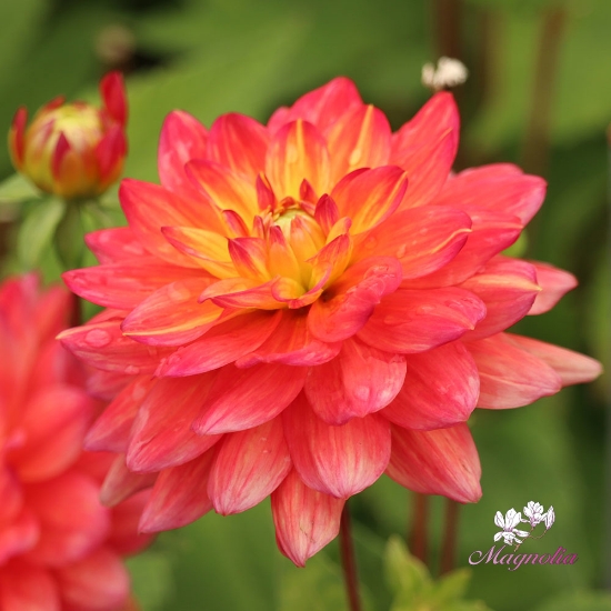 Picture of Red Silence