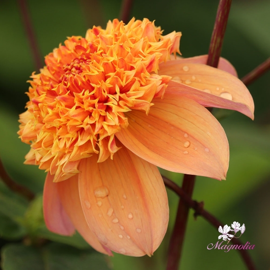 Bild på Sandia Brocade