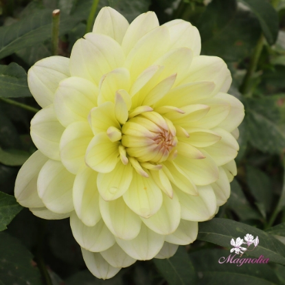 Bild på Sandia Serenity