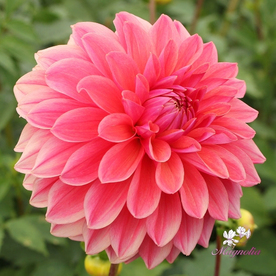 Bild på Scaur Swinton