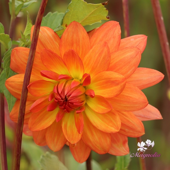 Picture of Shep's Memory