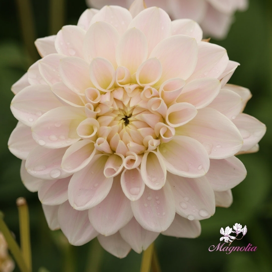 Picture of Silver Antique