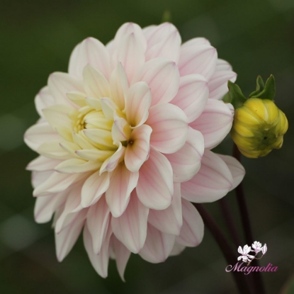 Bild på Silver Years