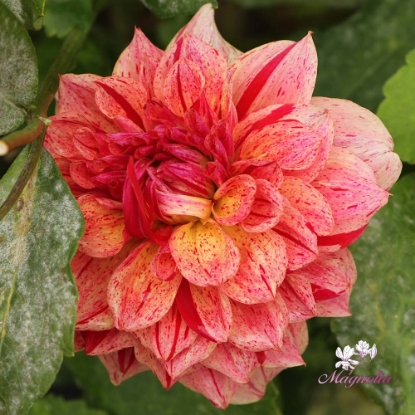 Picture of Sturm Princess