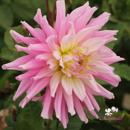 Bild på Titan Dulcina