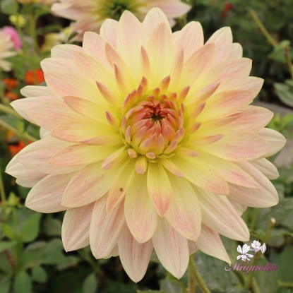 Bild på Tropical Sunset