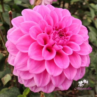 Picture of Velvet Dream