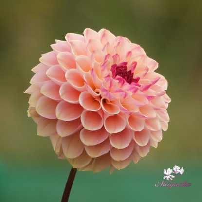 Bild på Wine Eyed Jill