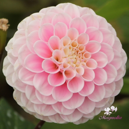 Bild på Wizard of Oz