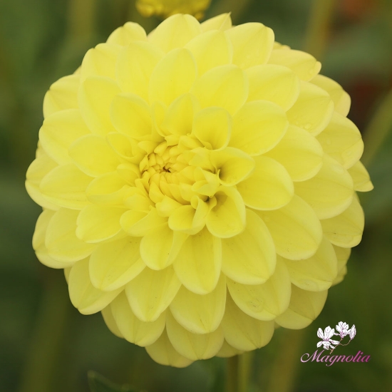 Bild på Yellow Heaven