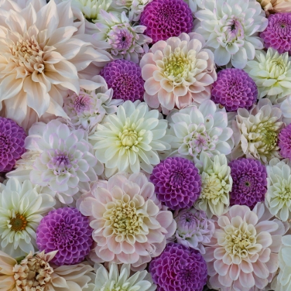 Picture of Ulrika's Harmonious