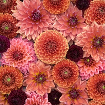 Bild på Emma's Rosé