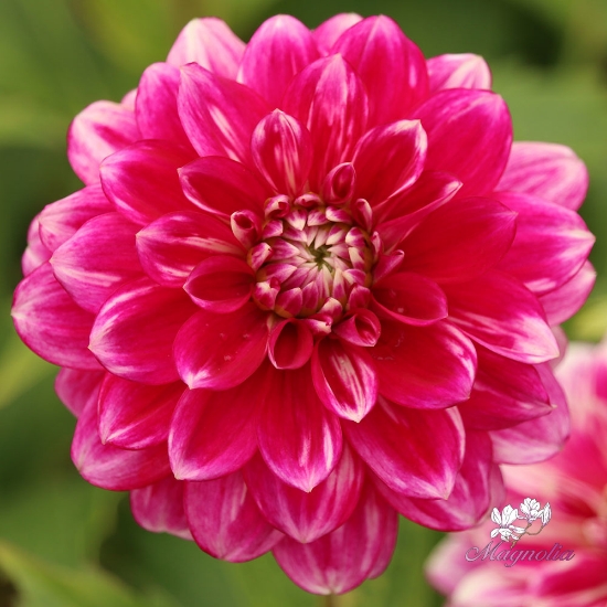 Bild på Go Go Two-Toned