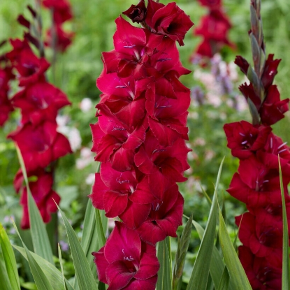 Picture of Black Star