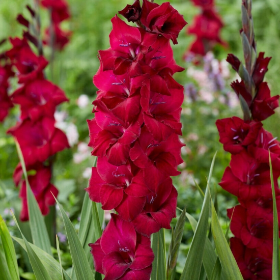 Picture of Black Star